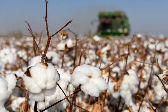 Why Xinjiang's cotton offers more than warmth